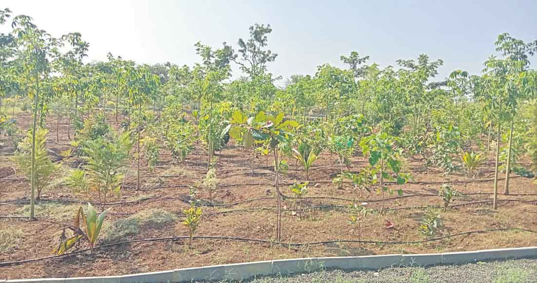 నాడు బీడు భూమి..నేడు పచ్చని ప్రకృతివనం