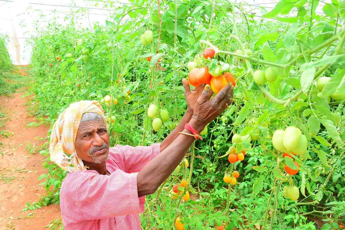 మన అవసరం 800 టన్నులు.. మనం పండిస్తున్నది 250 టన్నులు..
