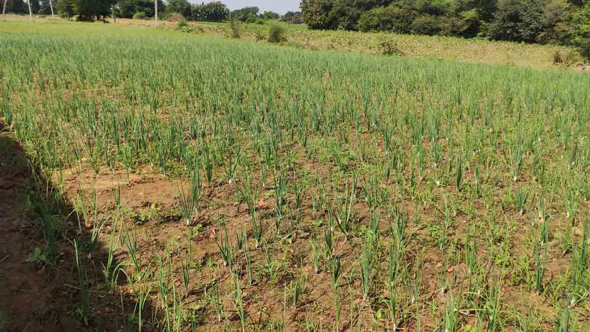 ఉల్లి.. కల్పవల్లి