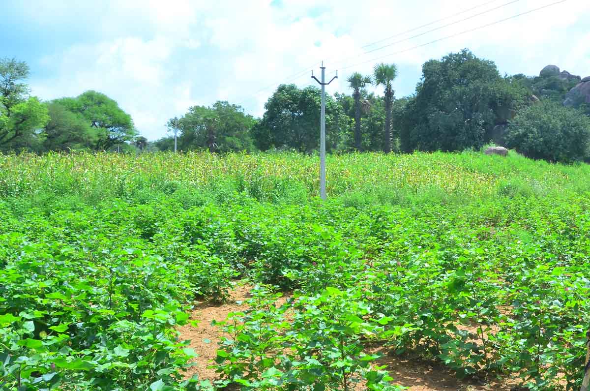 అడవి బిడ్డలకు పత్రం