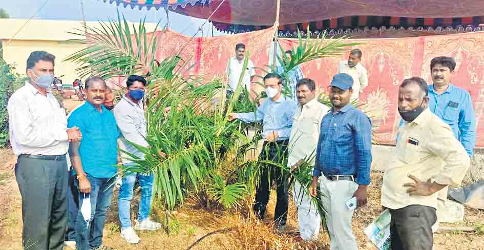 ఆయిల్‌పామ్‌తో అధిక లాభాలు