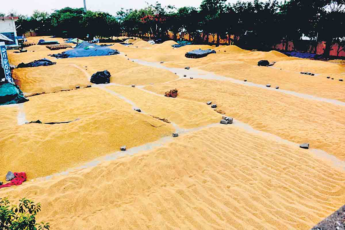 ఆరబెడితేనే ‘ధర’హాసం!.. తడిధాన్యంతో చిక్కులే