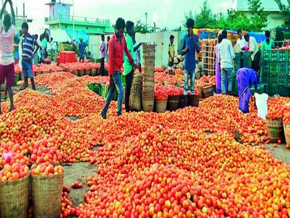 Tomatos : ఠారెత్తిస్తున్న టమాట.. రికార్డు స్థాయిలో 74 పలుకుతున్న ధర