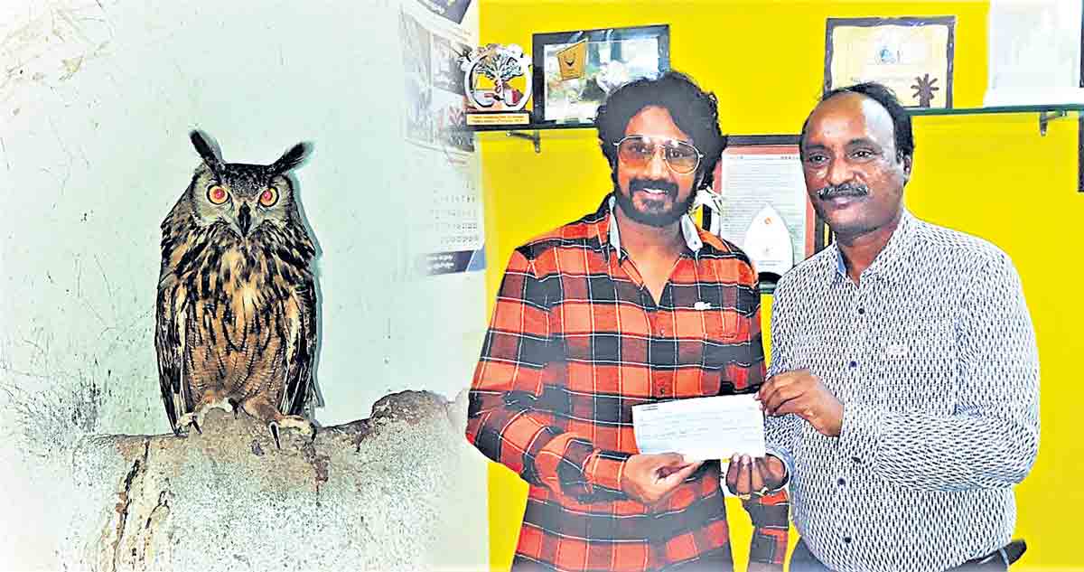 గుడ్లగూబ దత్తత