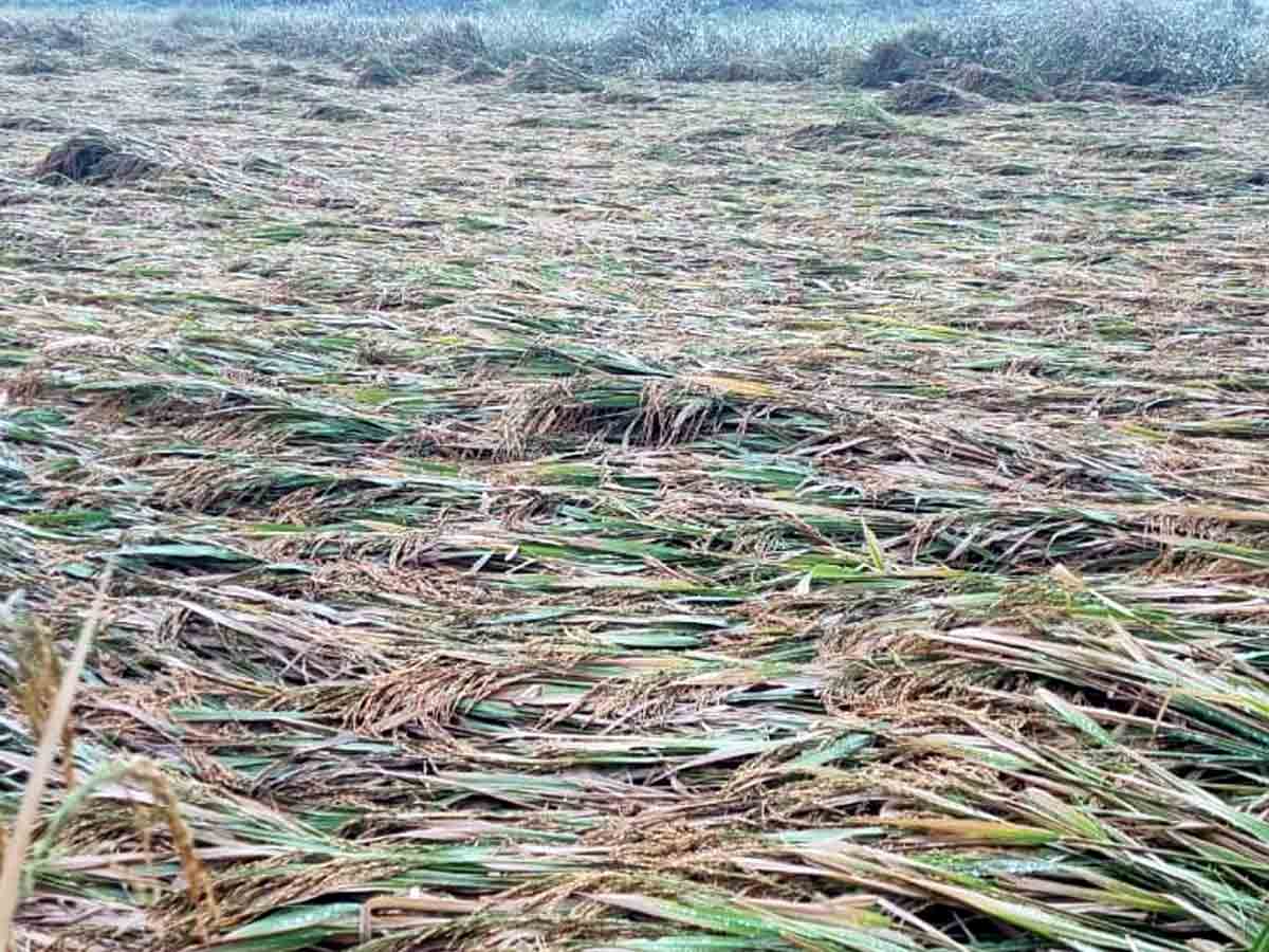 Rangareddy : అకాల వర్షంతో పంటల నష్టం