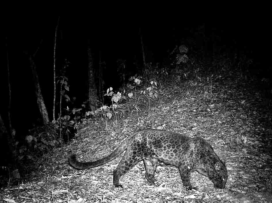 తప్పిపోయిన మిత్రుడు వచ్చాడోచ్‌!