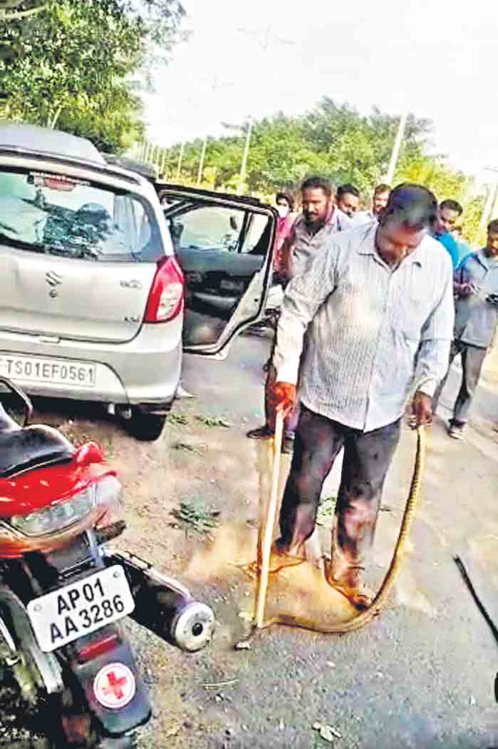 కారులో పాము కలకలం