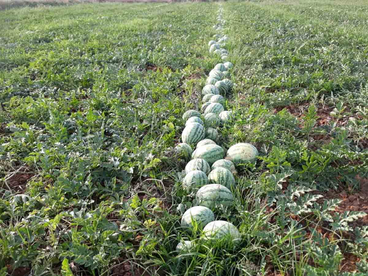 పుచ్చ సాగుతో రెండింతల ఆదాయం