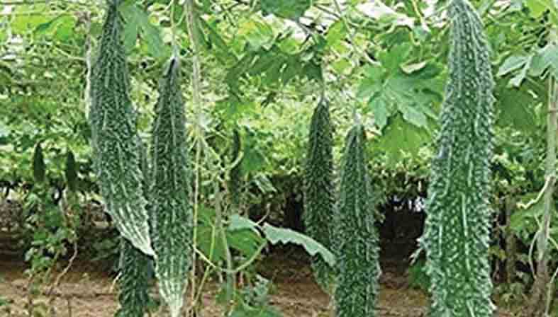 తీగజాతి వెయ్ తోతవద్దే అమ్మెయ్