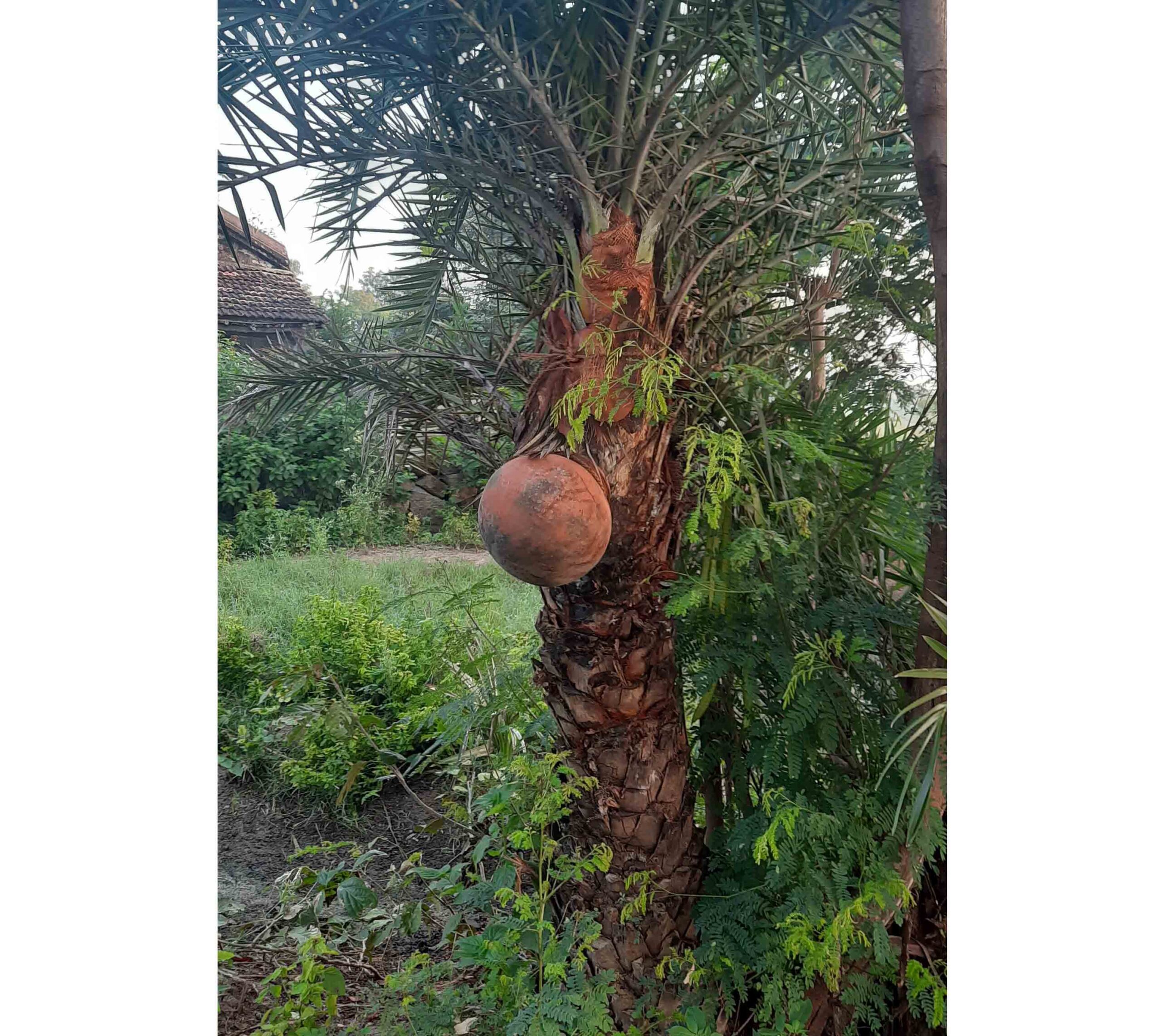 ఈతకల్లుతో ఉపాధి