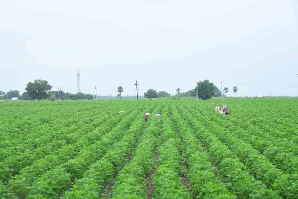 పని పుష్కలం..