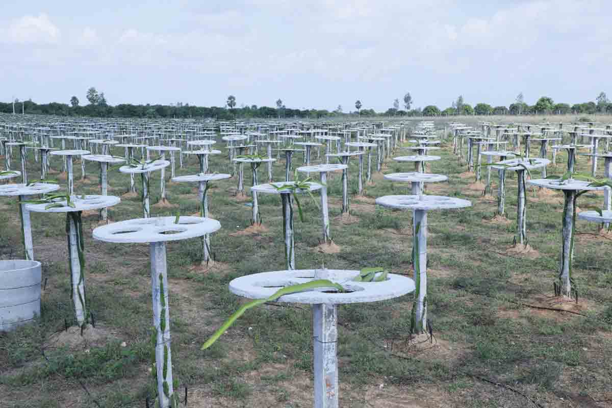 లాభాలకు నం.1‌.. డ్రాగన్