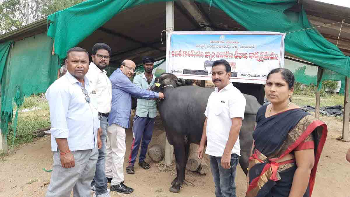 పశువులకు గాలికుంటు నివారణ టీకాలు వేయించాలి