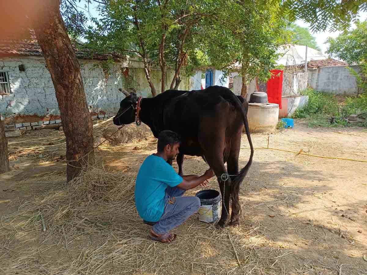 మినీ డెయిరీ.. చేతినిండా పని