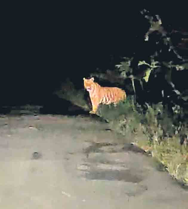 జంగాలపల్లిలో పులి సంచారం