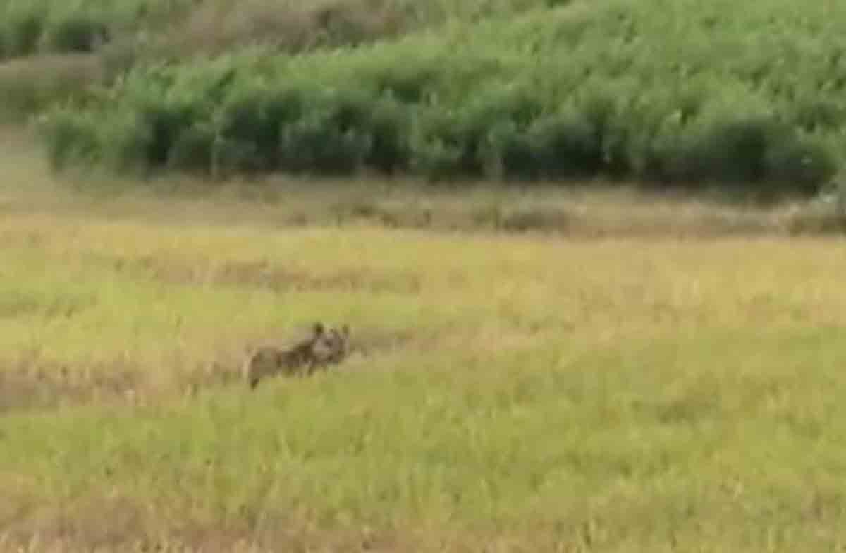 హడలెత్తిస్తున్న పెద్దపులి