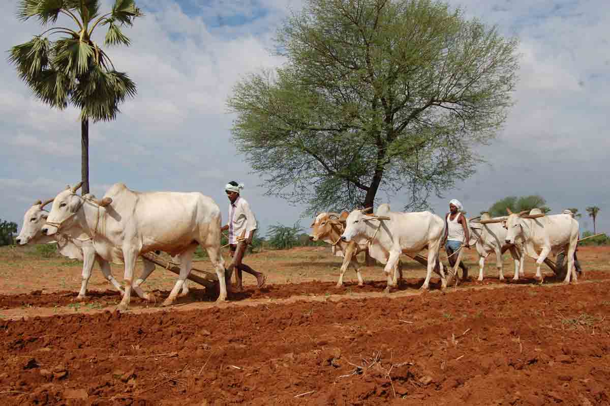ఆరుతడి సిరుల దిగుబడి
