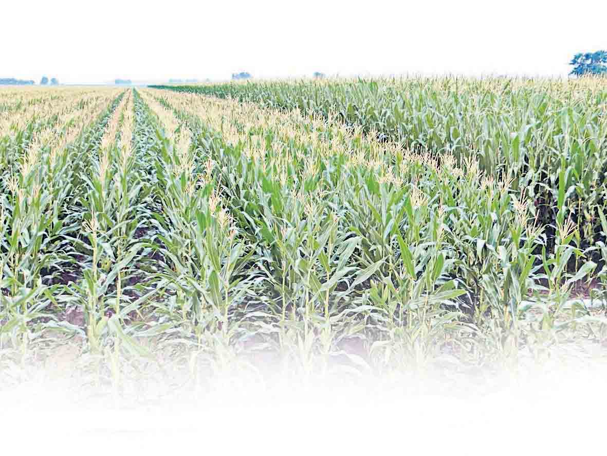 కేంద్రం ఆంక్షలతో ‘వరి’గోస