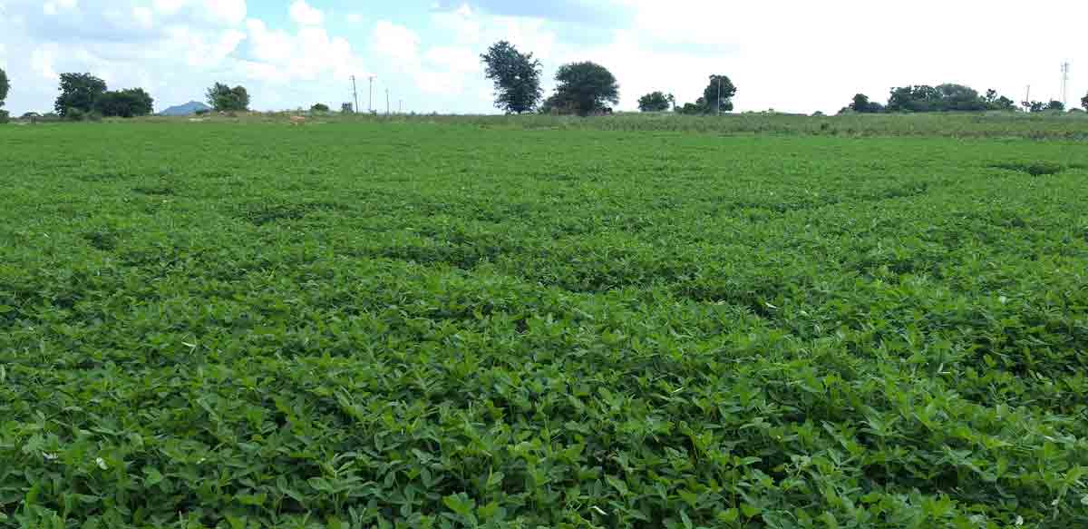 ఆరుతడి సిరుల రాబడి