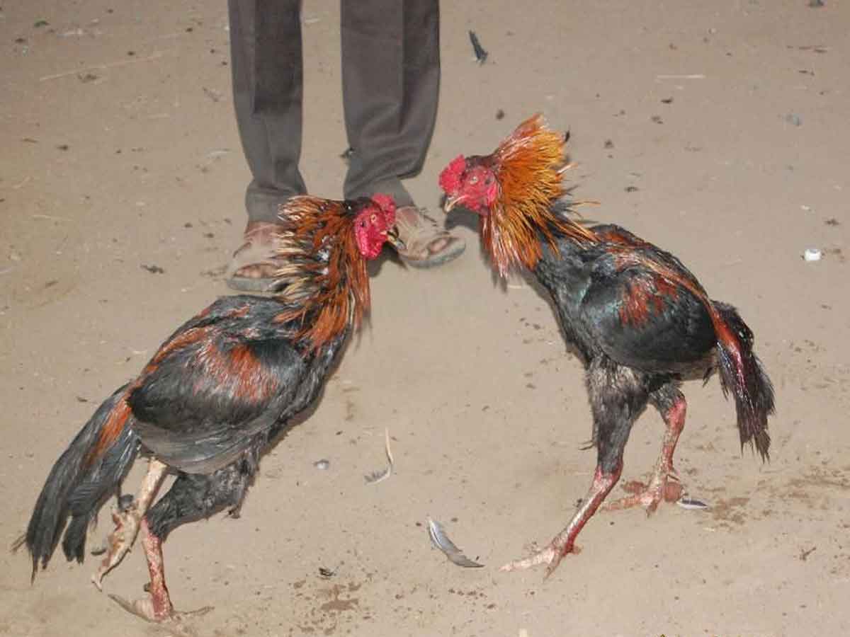 Cock Fighting : సంక్రాంతికి ముందే జోరుగా కోడిపందేలు.. 32 మంది అరెస్ట్, 60 కోడిపుంజులు స్వాధీనం