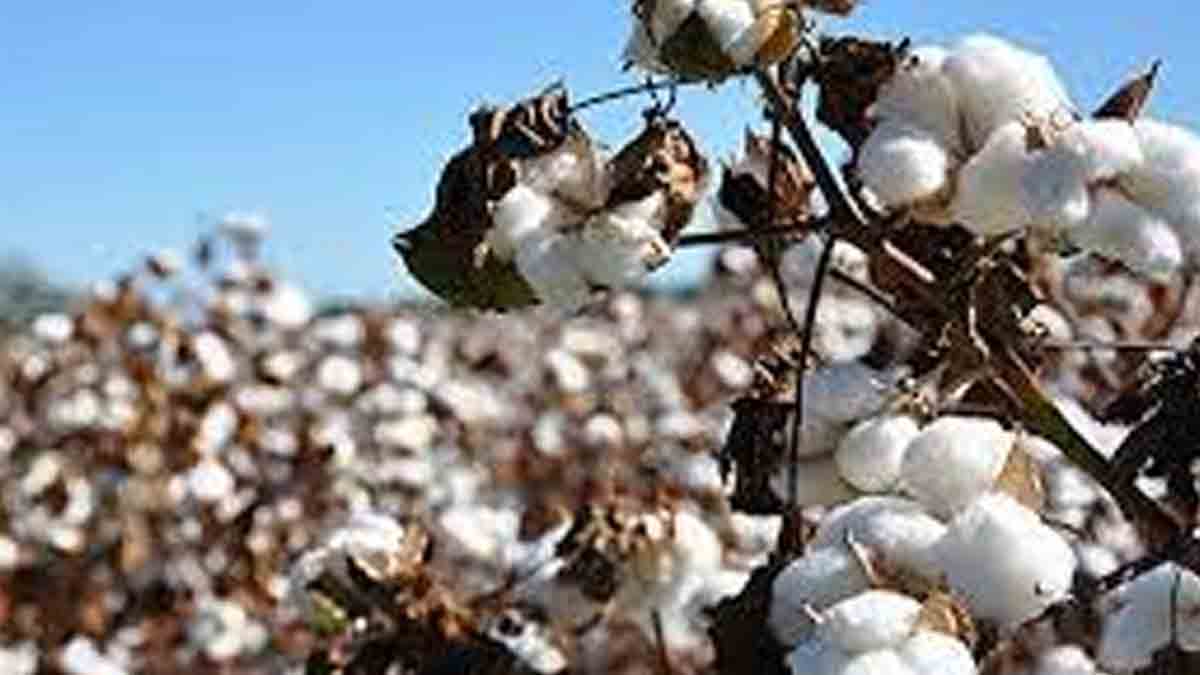 తెలంగాణ పత్తికి అంతర్జాతీయ డిమాండ్‌