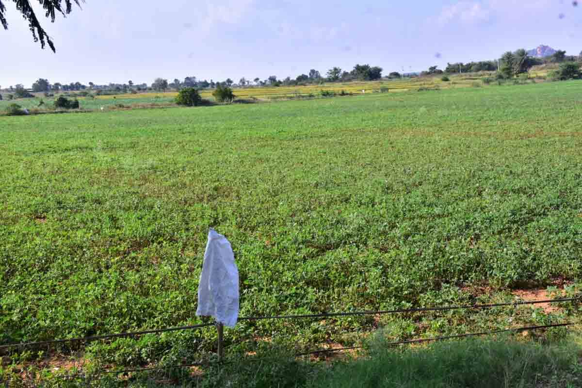 ప్రత్యామ్నాయ పంటలే మేలు