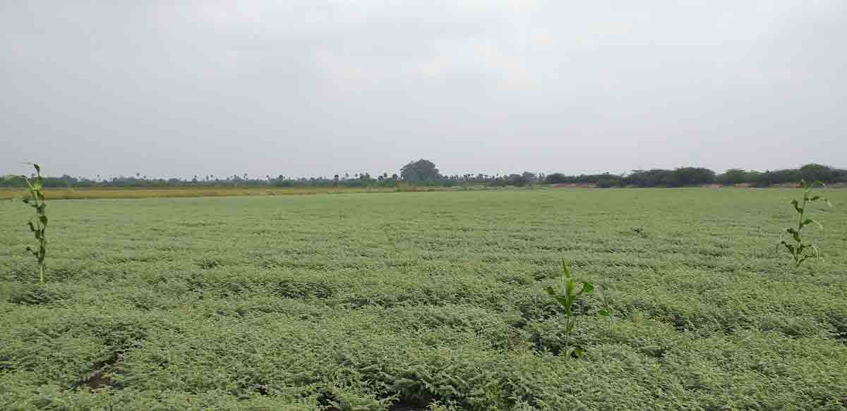 యాసంగి ప్రణాళిక సిద్ధం