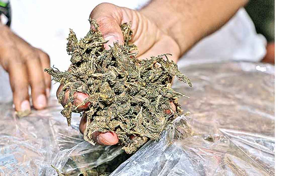 ఆన్‌లైన్‌ గంజాయి స్మగ్లింగ్ కేసులో.. ఏడుగురి అరెస్టు