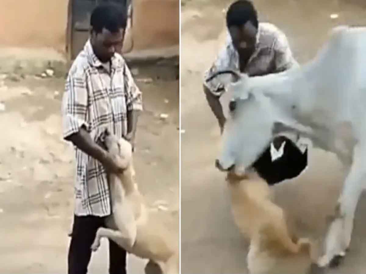 Viral Video : వ్యక్తి హింసిస్తున్న కుక్కను కాపాడిన ఆవు! వీడియో వైరల్‌