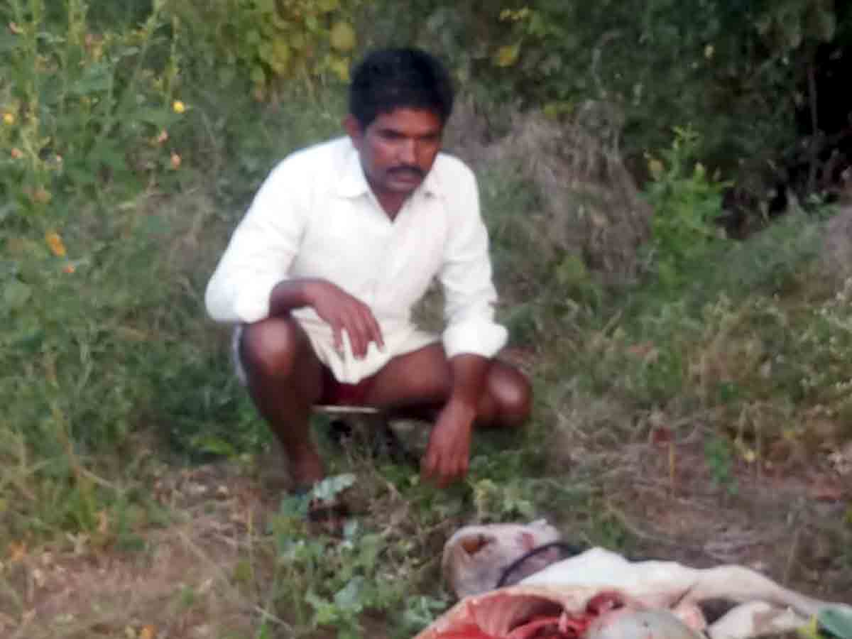 Vikarabad : చిరుత దాడితో ఆవు మృతి.. భయాందోళనలో గ్రామ ప్రజలు