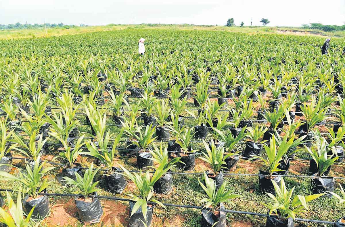 లాభాల  ఆయిల్‌పామ్