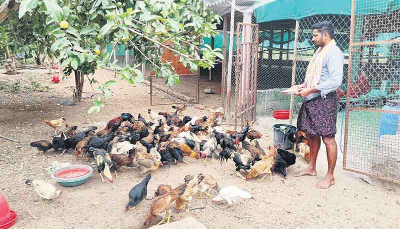 తీరోక్క పంట సిరులు ఇంట