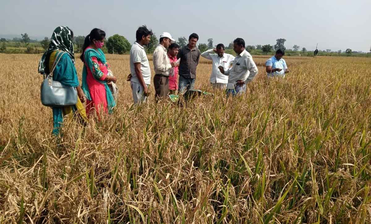 పంటల సాగులో సస్యరక్షణ చర్యలు చేపట్టాలి