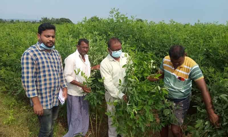 కంది సాగు.. లాభాలు బాగు