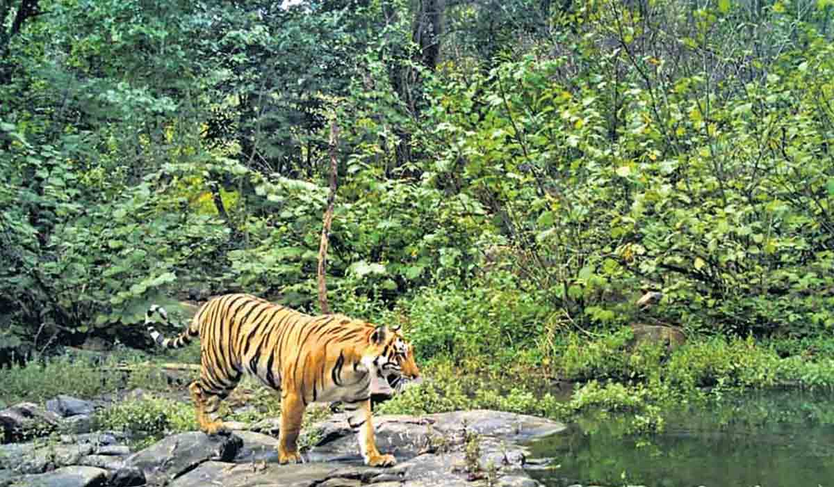 అమ్రాబాద్‌లో టైగ‌ర్ స‌ఫారీ ప్రారంభం.. రూ.4,600కే ఇద్ద‌రి ప్యాకేజీ