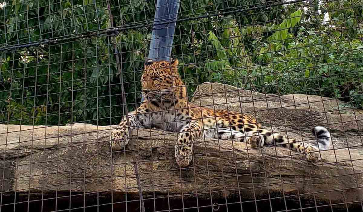 Big Cats | సింహాలు, చిరుతలు సహా 8 పులులకు కరోనా