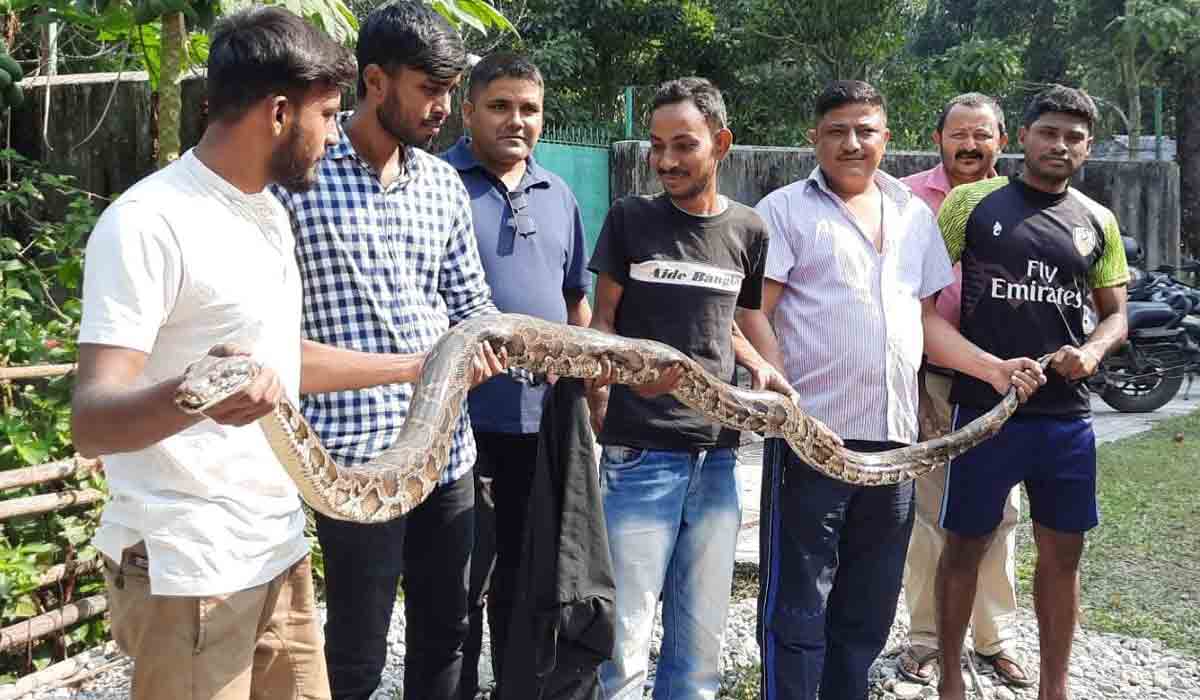 Burmese Python: సిలిగురిలో బ‌ర్మీస్ పైథాన్ క‌ల‌క‌లం..!