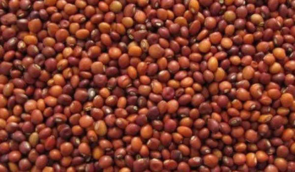 కాసులు కురిపిస్తోన్న కొలంబో కంది సాగు.. ఎక‌రాకు రూ. 40 వేల ఆదాయం