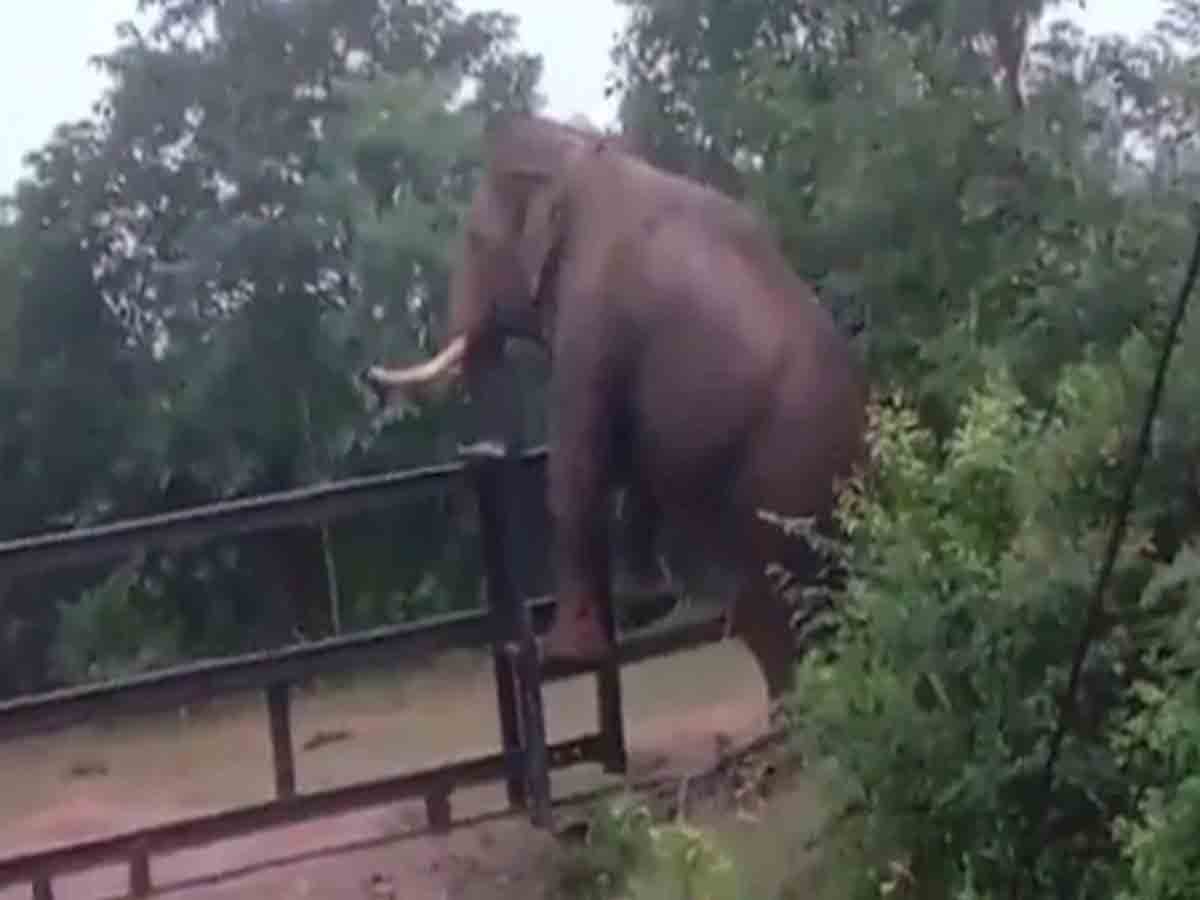 Viral Video: ఎత్తైన కంచెను ఈజీగా దాటిన ఏనుగు