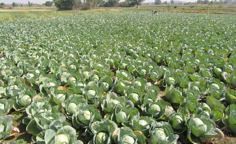 తక్కువ పెట్టుబడి..అధిక దిగుబడి