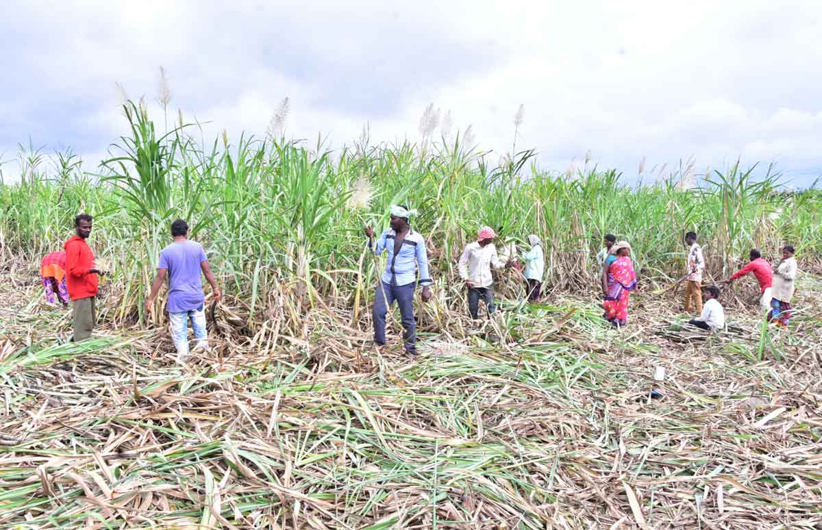 వలస జిల్లాకే వలస