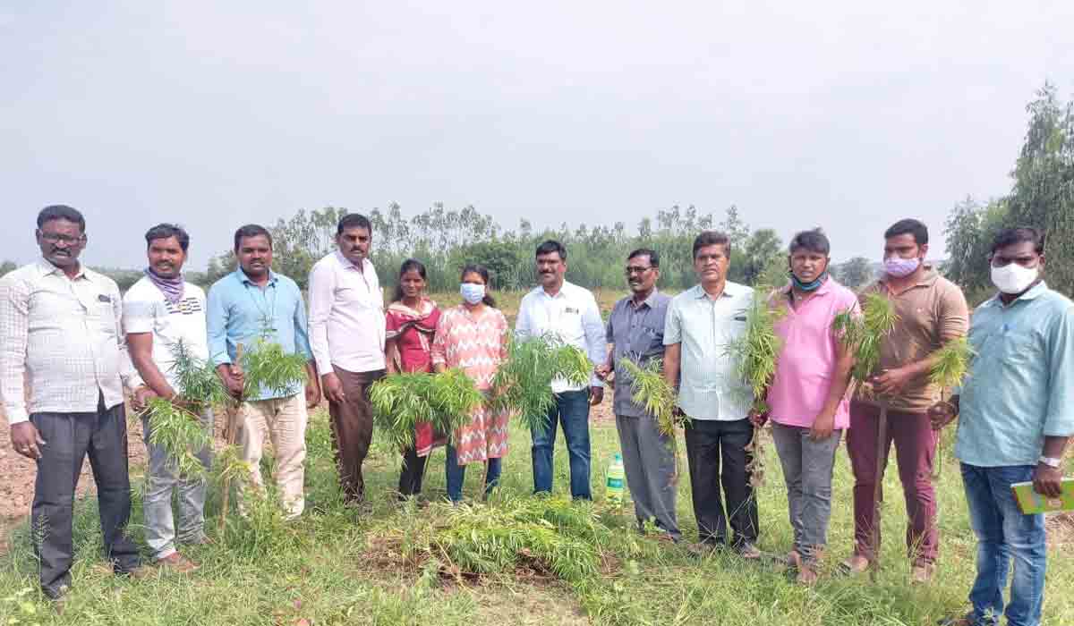గంజాయి సాగు చేస్తే కఠిన చర్యలు.. 126 మొక్క‌లు ధ్వంసం