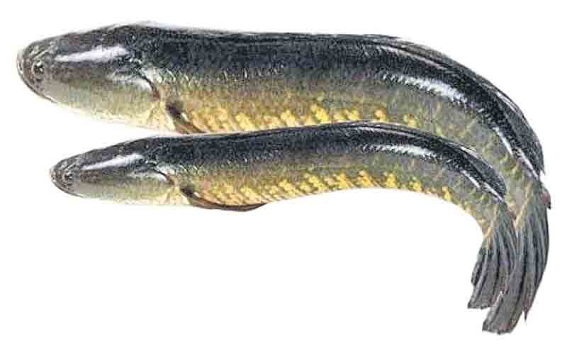 మరో ఐదు చేపల మార్కెట్లు