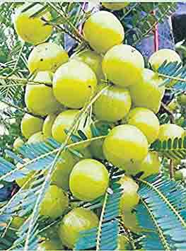 ఉ సిరి తో ప్రయోజనాలెన్నో…