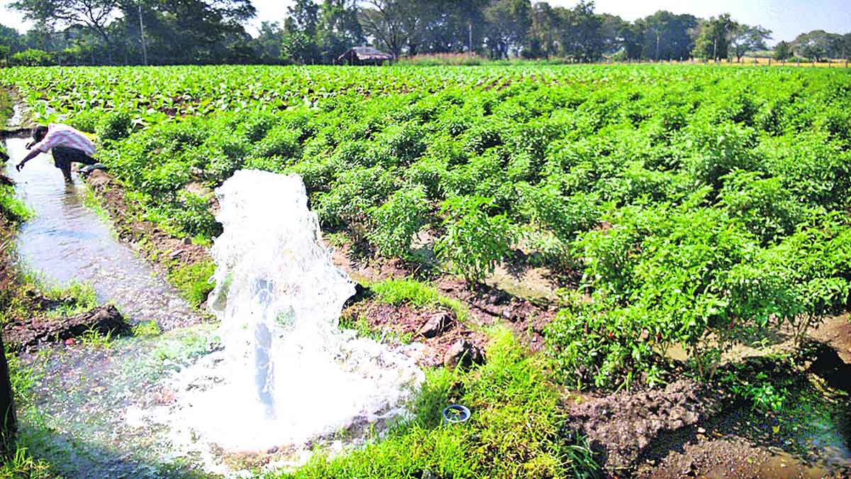 సాగుబడిలో నూతన ఒరవడి..