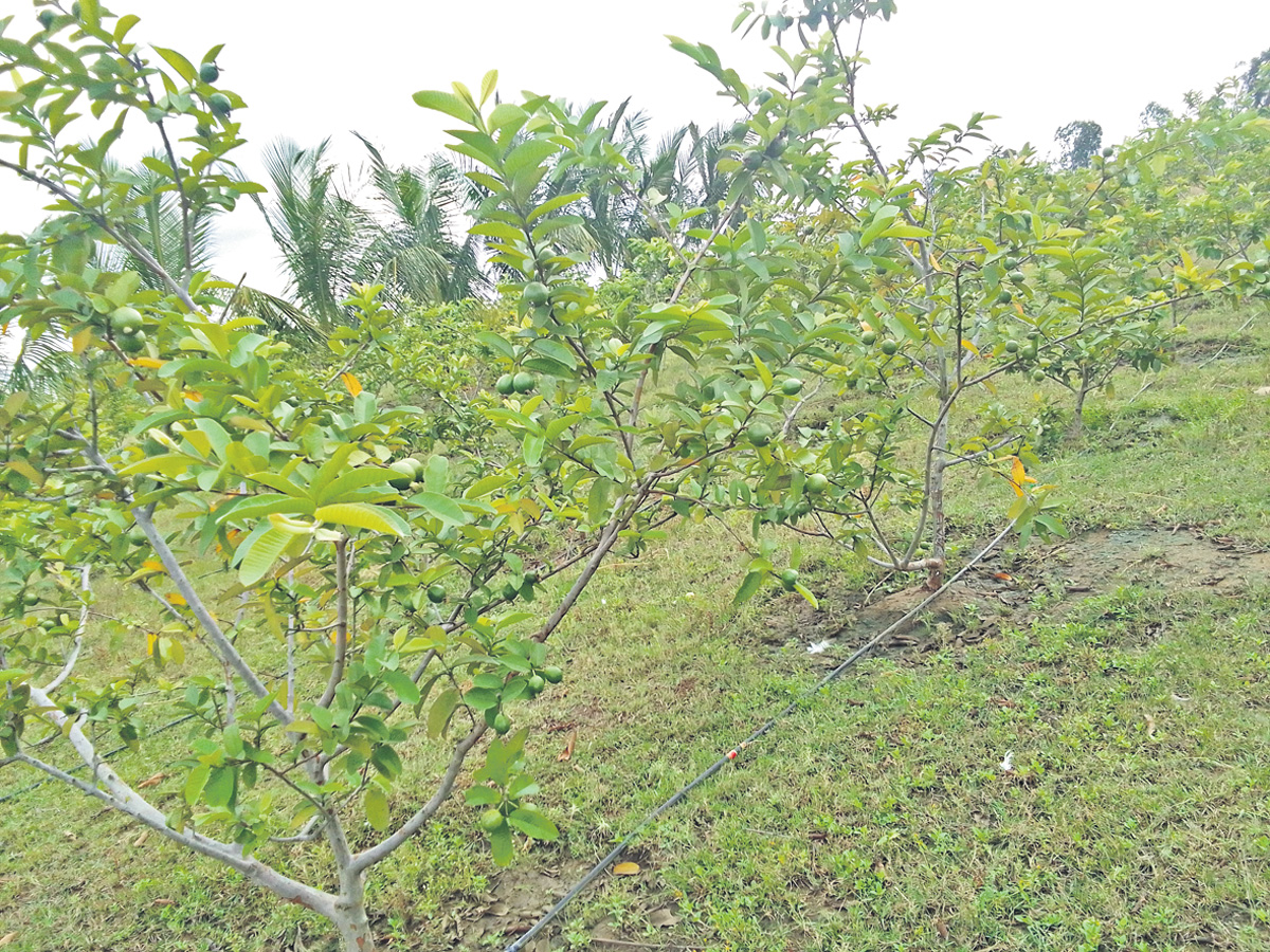 శ్యామల తోటలోపండ్ల సిరి