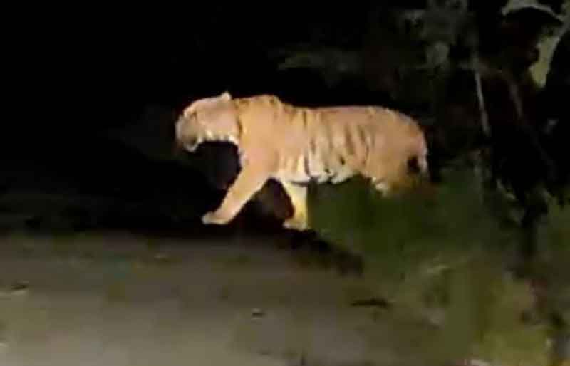 జంగాలపల్లిలో రహదారి దాటిన పులి