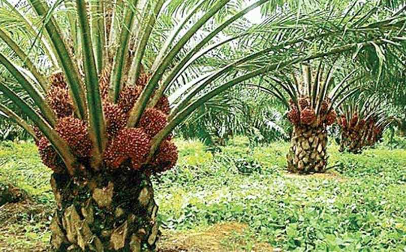 లాభసాటి  ఆయిల్‌పామ్‌