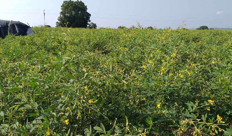 కందితో తీరనున్న రంది..