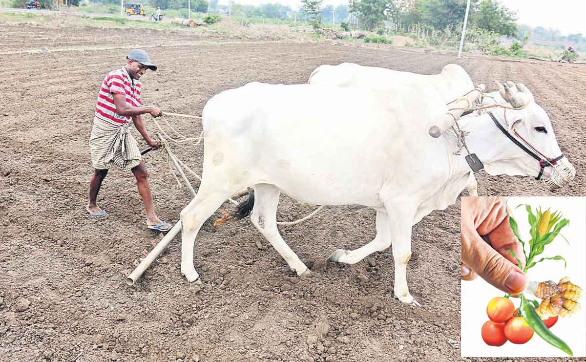 పంట మారిస్తేనే ఫాయిదా